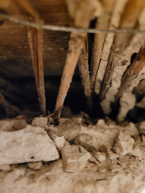 Restauratie lekkage stucwerk ornamenten verf verwijderen riet drager vertinnen raaplaag pleisteren lijsten trekken conservering Lodewijk XIV XVI